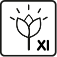 Blütemonate: 11 – 12