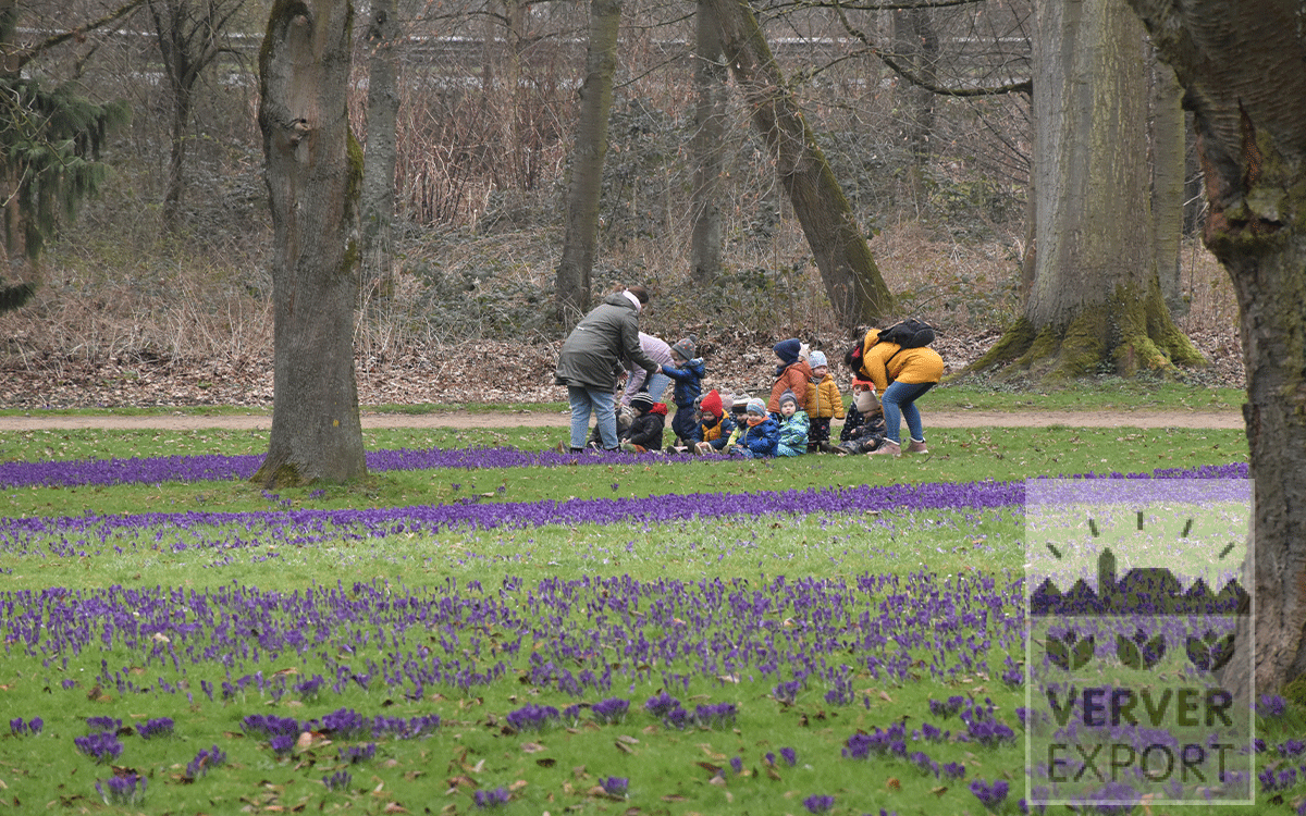 Crocus festival Bad Honnef