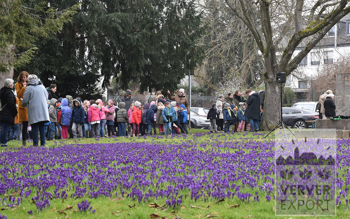 Crocus festival bad honnef