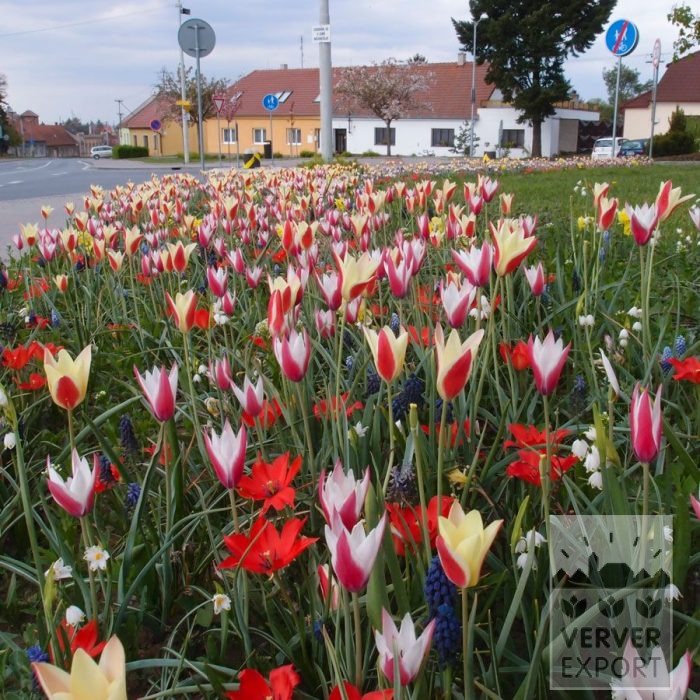 Kits 'Prima Vera' © (11113) – Bild 3