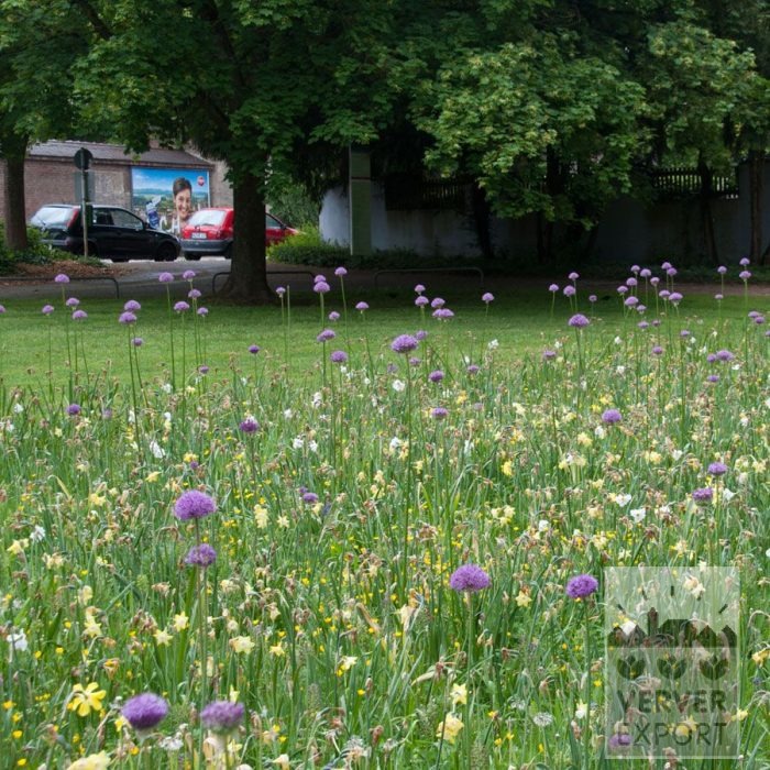 Kits 'Prima Plouay' © (11183) – Bild 5