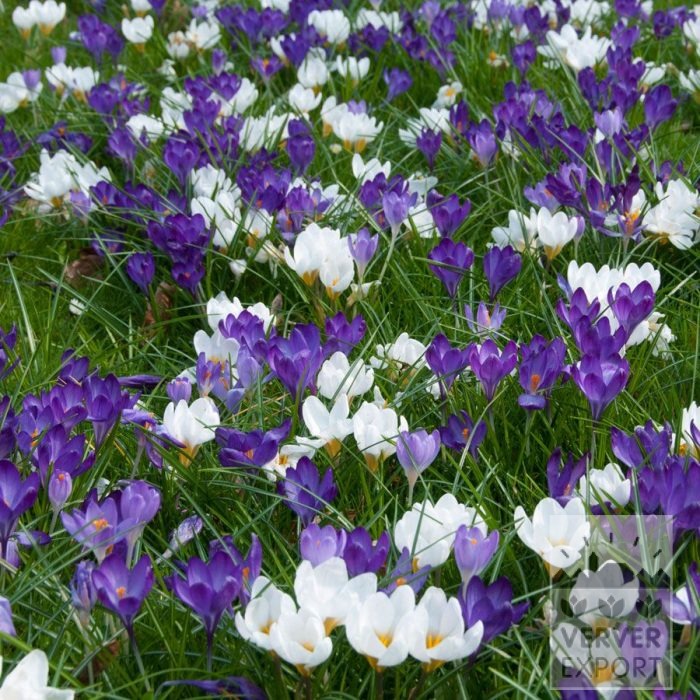 Kits 'Nature' © (11190) – Bild 2