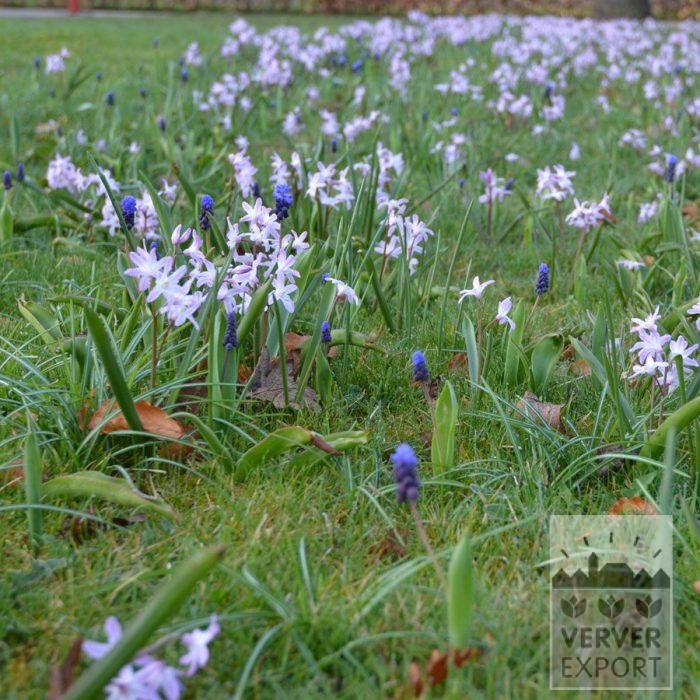 Kits 'Natura Proluxa' © (11309) – Bild 3