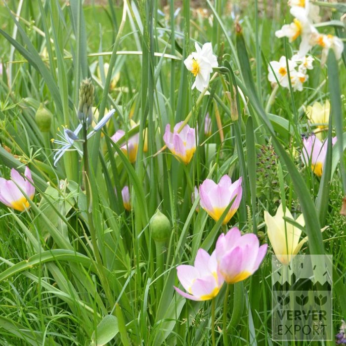 Kits 'Flora Livry-Gargan' © (11381) – Bild 2