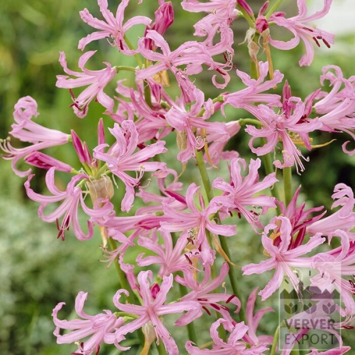 Nerine bowdenii Rosa (29031)