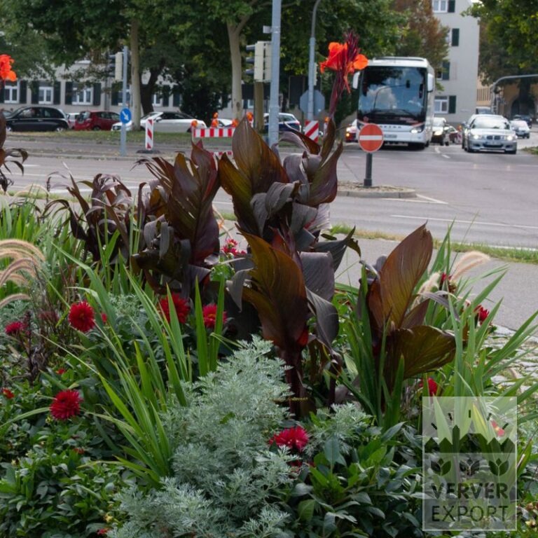 Sommer Trams Verver 'Rouge Rumble' © / 5 m² (29302) – Bild 2