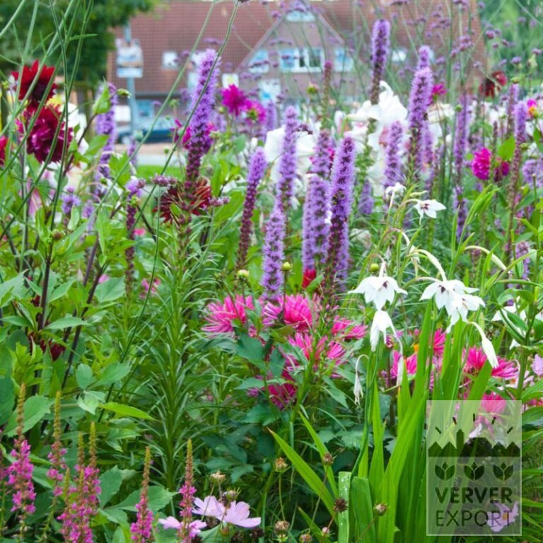 Sommer Trams Verver 'Violet Voile' © / 5 m² (29304) – Bild 2