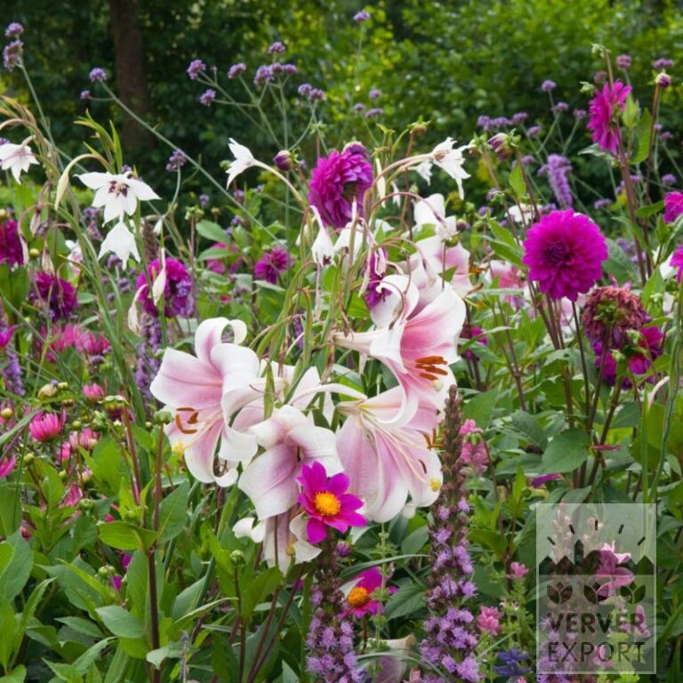 Sommer Trams Verver 'Bordure de Grandmère' © / 5 m² (29306) – Bild 3