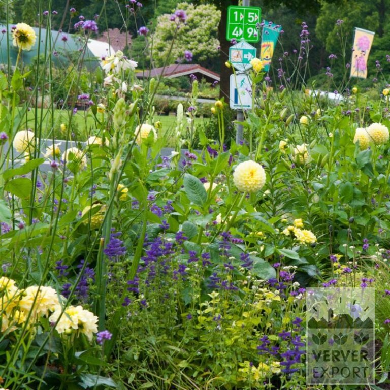 Sommer Trams Verver 'Lemon and Lime' © / 5 m² (29313)