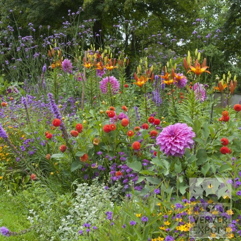 Sommer Trams Verver 'Purple Fiesta' © / 5 m² (29315) – Bild 2