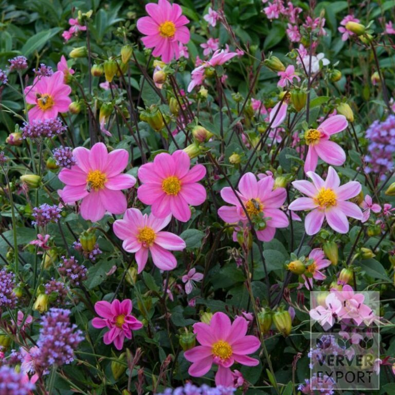 Sommer Trams Verver 'Sylphide' © / 5 m² (29319) – Bild 3