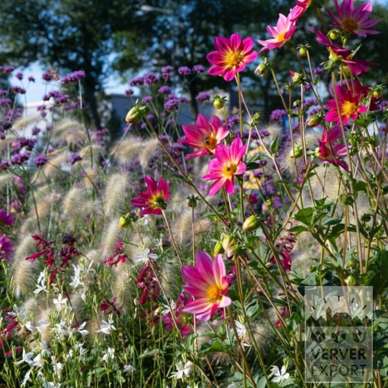 Sommer Trams Verver 'Papillon Pink Explosion' © / 9 m² (29352) – Bild 2
