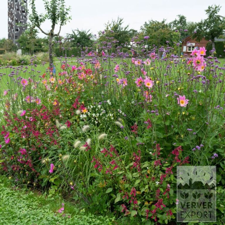 Sommer Trams Verver 'Papillon Pink Explosion' © / 9 m² (29352)