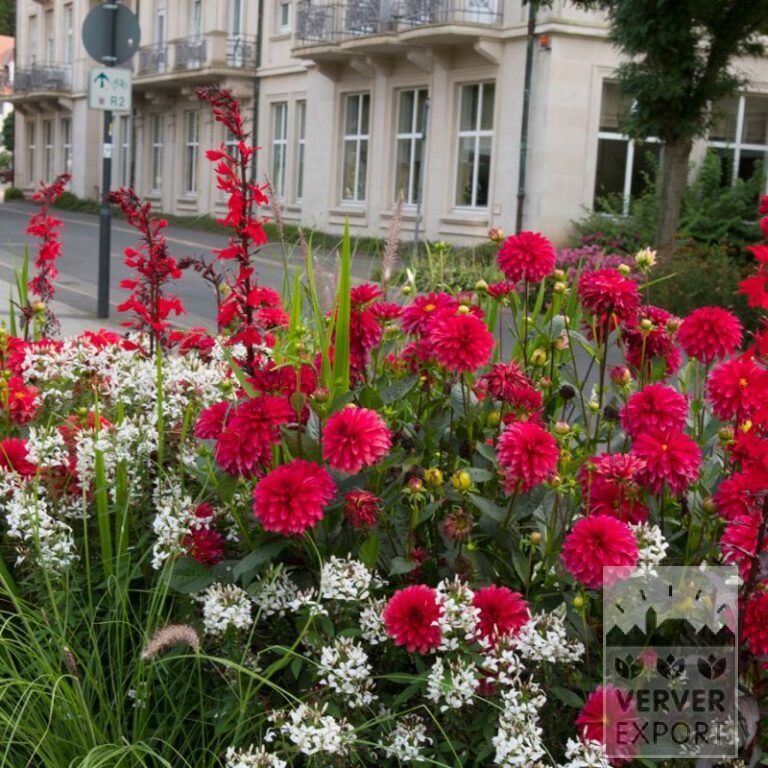 Sommer Trams Verver 'Red & White Splendour' © / 7 m² (29368) – Bild 2