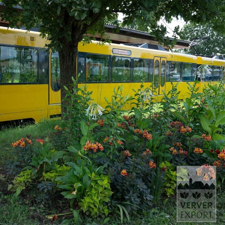 Sommer Trams Verver 'Dancer in the Dark' © / 7 m² (29376) – Bild 3