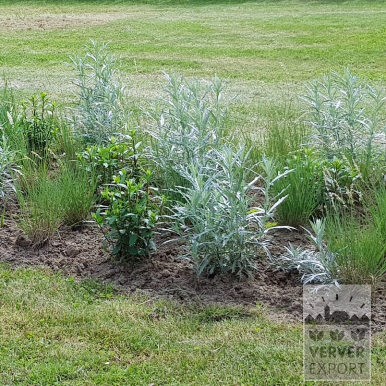 Tram Prairie 'Blackfoot' © / 9 m² (29651) – Bild 3