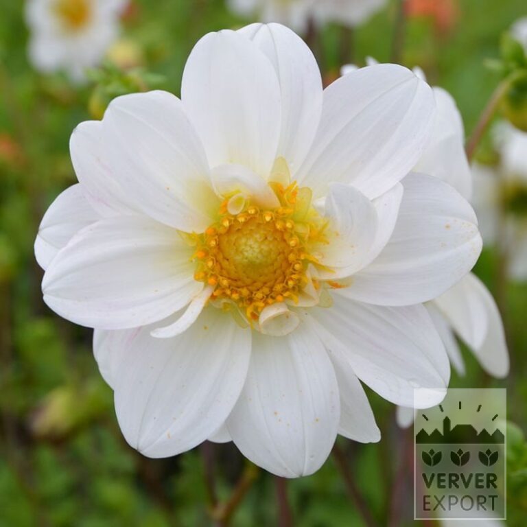 Dahlien Bio 'Belle de Beauvais' (22405)