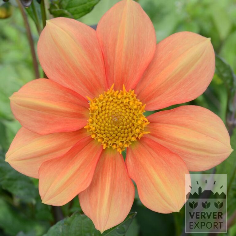 Dahlien Bio 'Cha Cha' (22406)