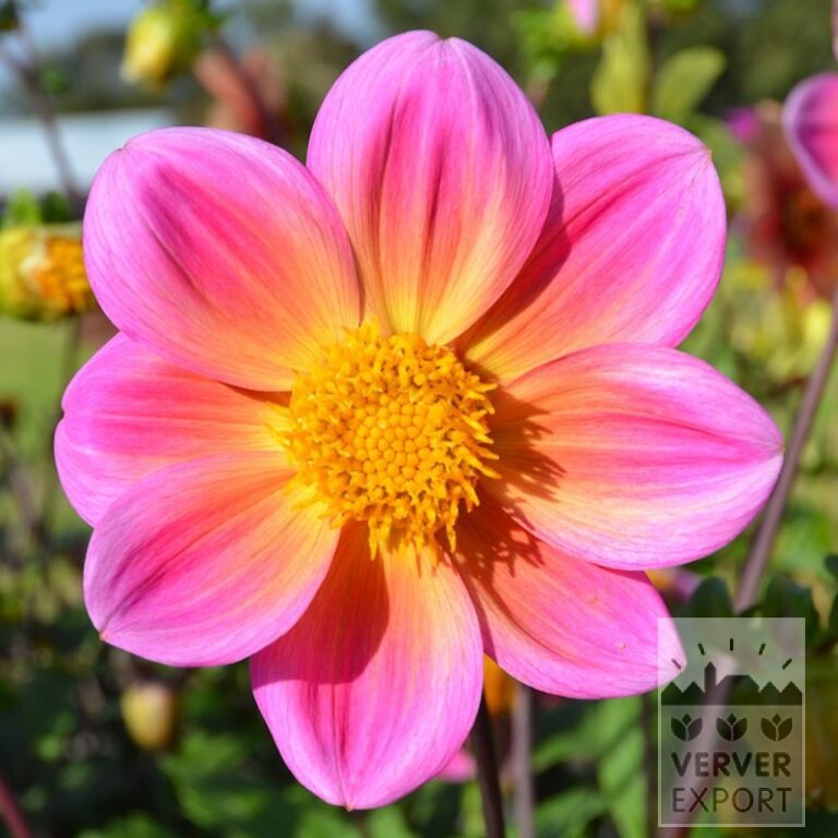 Dahlien Bio 'Dedra' (22407)