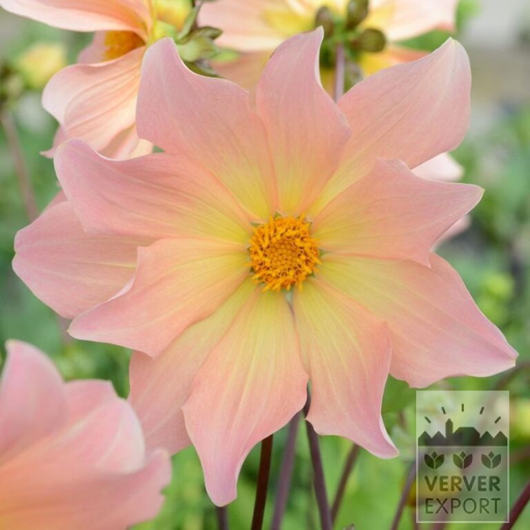 Dahlien Bio 'Kilo' (22410)