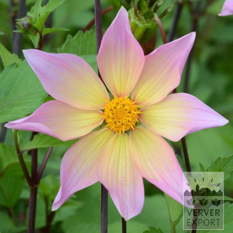 Dahlien Bio 'Lima' (22411)