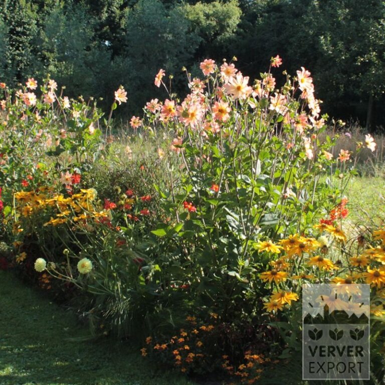 Sommer Trams Verver 'Trésor Colorée' © / 7 m² (29385) – Bild 2