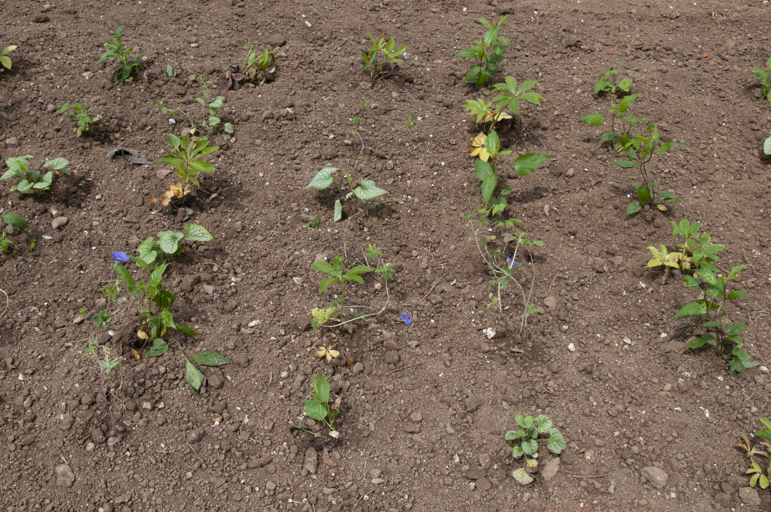 Vaste planten – turfvrij
