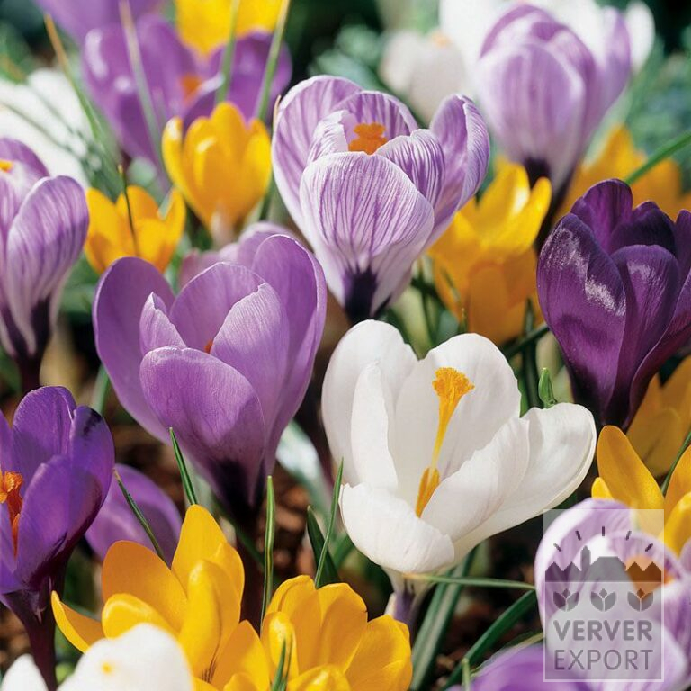 Mischungen Verver 'Heiloo' © (11002)