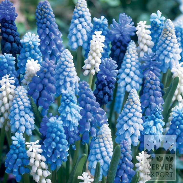 Mischungen Verver 'Cinq Mousquetaires' © (11008)