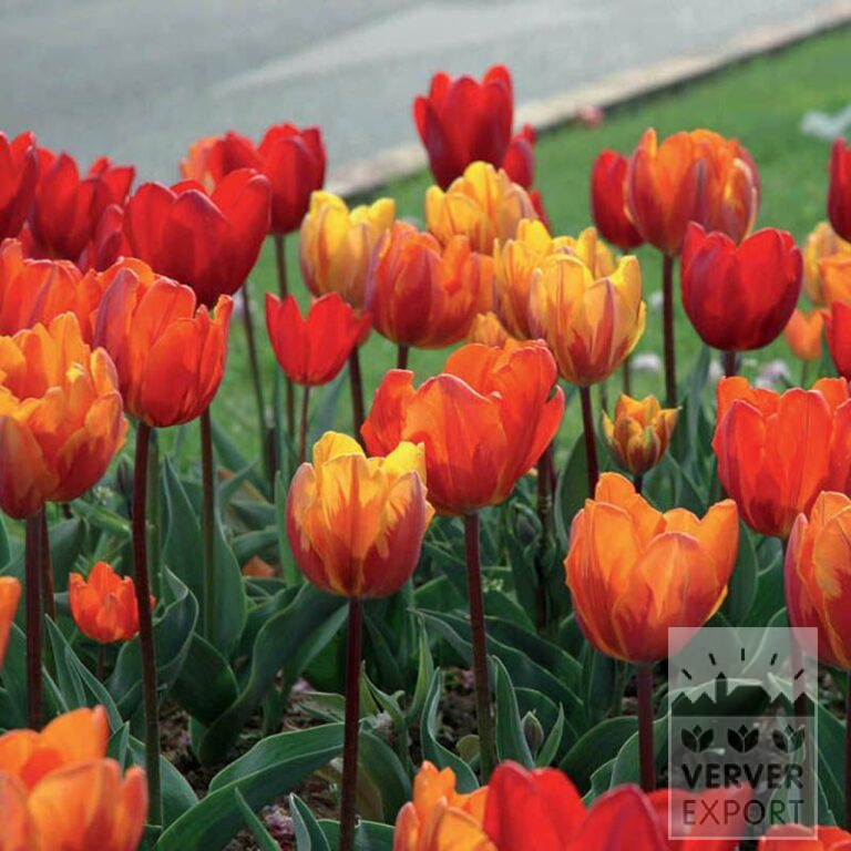 Mischungen Verver 'Royal' © (11048)