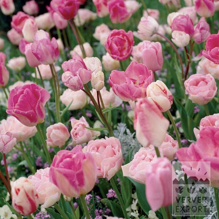 Mischungen Verver 'Pink Mistery' © (11090)