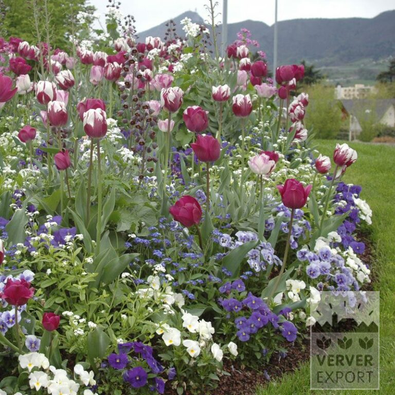 Mischungen Verver 'Violet Sky' © (11130)