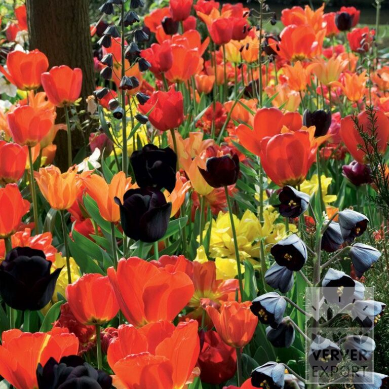 Mischungen Verver 'Jacqueline' © (11208)