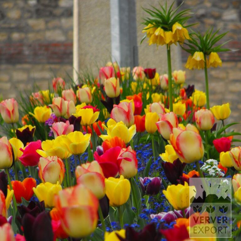 Mischungen Verver 'Spectacle de Couleurs' © (11264)