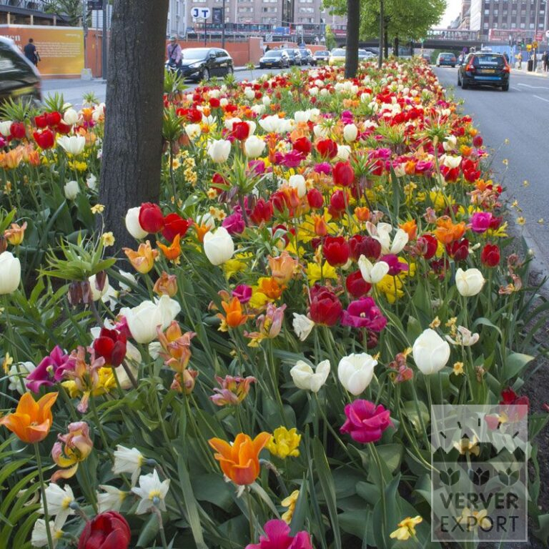 Mischungen Verver 'Stockholm' © (11350)