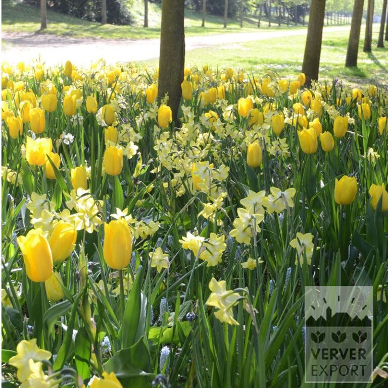 Mischungen Verver 'Hello Yellow and Blue' © (11505)