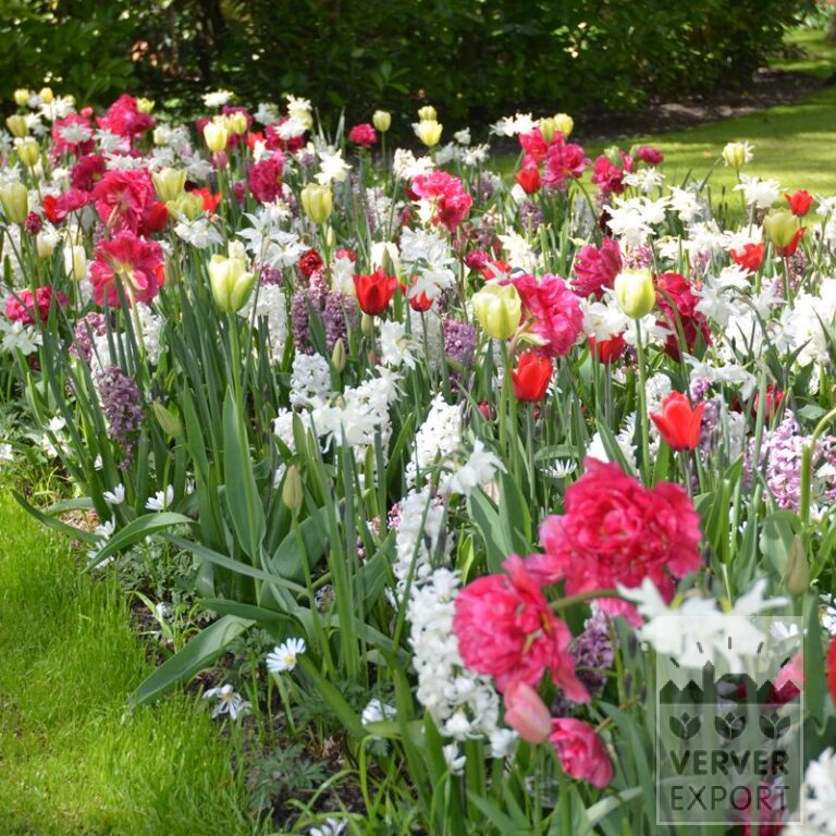 Mischungen Verver 'Pink Glow' © (11578)