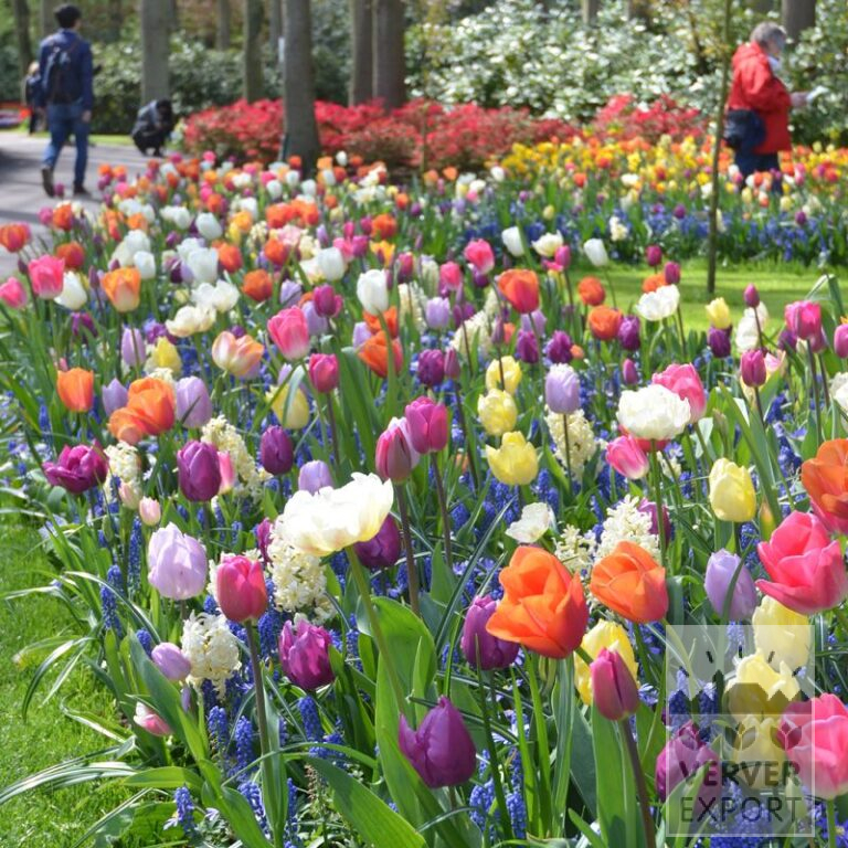 Mischungen Verver 'Spring Fair' © (11584)