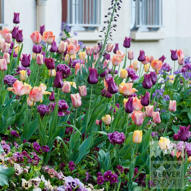 Mischungen Verver 'Purple Haze' © (11585)
