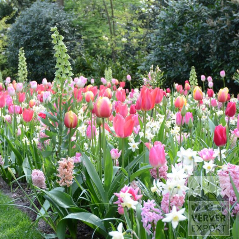 Mischungen Verver 'Sweet Pink' © (11633)