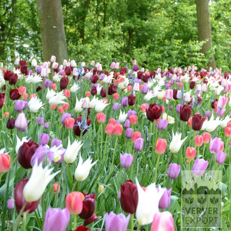 Mischungen Verver 'Eleganza' © (11634)