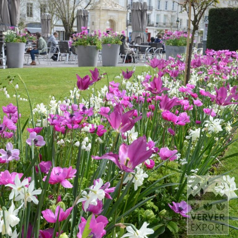 Mischungen Verver 'Ville de Rochefort-sur-Mer' © (11639)