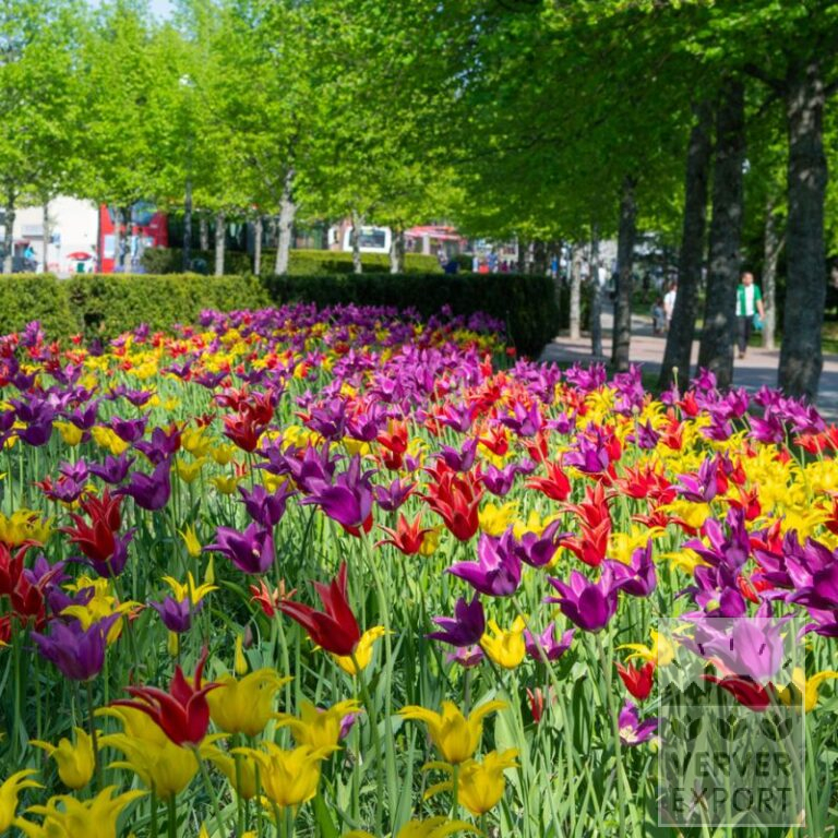 Mischungen Verver 'Lily Treat' © (11653)