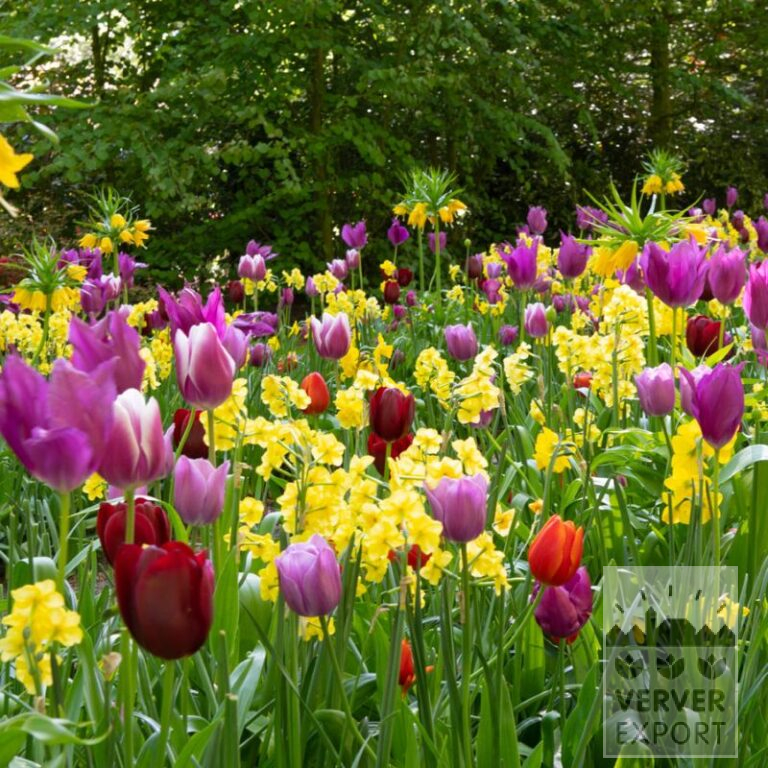 Mischungen Verver 'Easter Joy' © (11684)