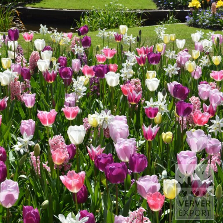 Mischungen Verver 'Gloria' © (11700)