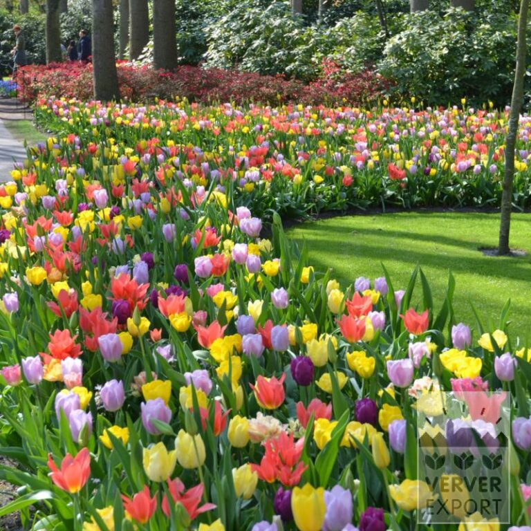 Mischungen Verver 'Bright Blossom' © (11701)