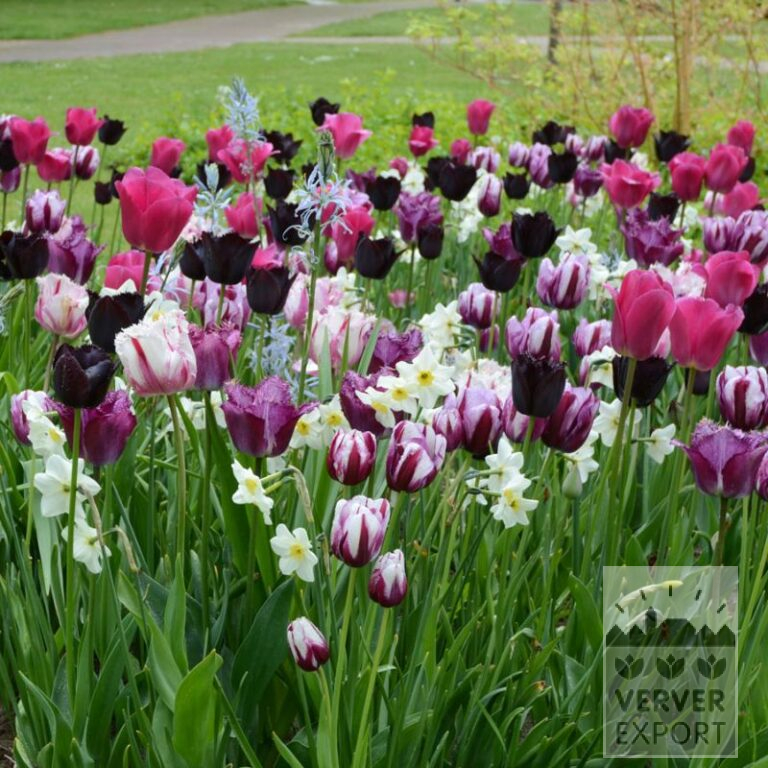 Mischungen Verver 'Purple Kiss' © (11744)