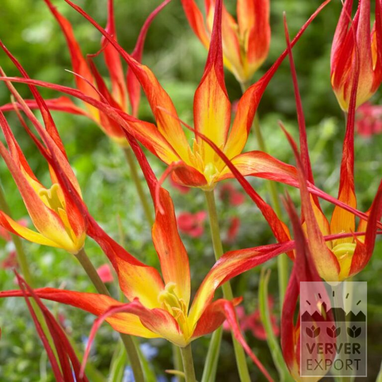 Tulpen acuminata (12001)