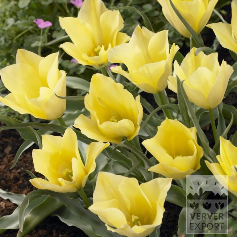 Tulpen batalinii 'Bright Gem' (12002)