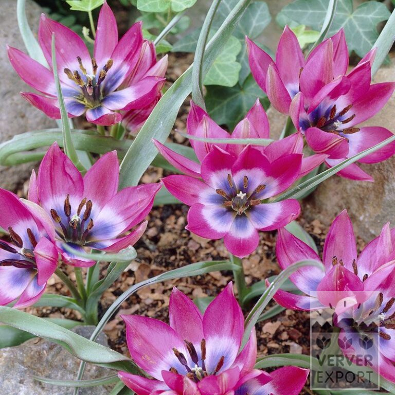 Tulpen 'Little Beauty' (12010)